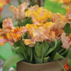 Tulip 'Vovos' -UK Garden Plants Sales 2024 tulip vovos 5 scaled