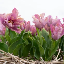 Tulip 'Vovos' -UK Garden Plants Sales 2024 tulip vovos 7 scaled