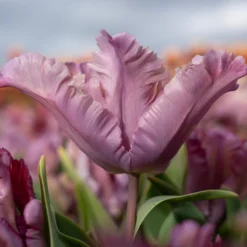 Tulip 'Vovos' -UK Garden Plants Sales 2024 tulip vovos 8 scaled