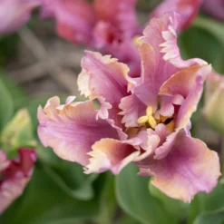 Tulip 'Vovos' -UK Garden Plants Sales 2024 tulip vovos 9 scaled