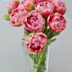 Tulip 'Wedding Gift' -UK Garden Plants Sales 2024 tulip wedding gift 1