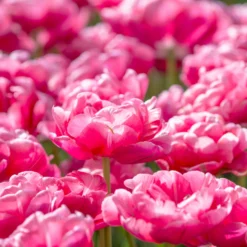 Tulip 'Wedding Gift' -UK Garden Plants Sales 2024 tulip wedding gift 10 scaled