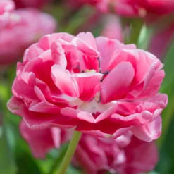 Tulip 'Wedding Gift' -UK Garden Plants Sales 2024 tulip wedding gift 11 scaled