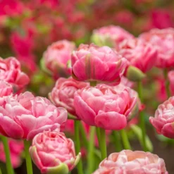 Tulip 'Wedding Gift' -UK Garden Plants Sales 2024 tulip wedding gift 12 scaled