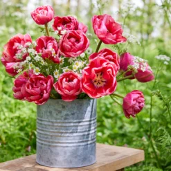 Tulip 'Wedding Gift' -UK Garden Plants Sales 2024 tulip wedding gift 13