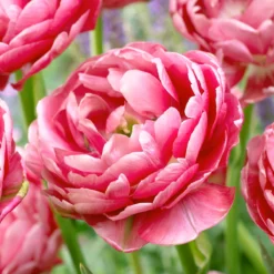 Tulip 'Wedding Gift'