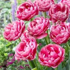 Tulip 'Wedding Gift' -UK Garden Plants Sales 2024 tulip wedding gift 15