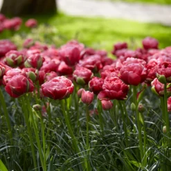 Tulip 'Wedding Gift' -UK Garden Plants Sales 2024 tulip wedding gift 16