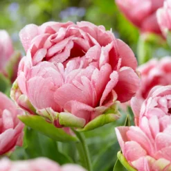 Tulip 'Wedding Gift' -UK Garden Plants Sales 2024 tulip wedding gift 19