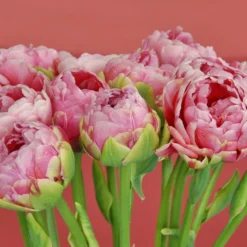 Tulip 'Wedding Gift' -UK Garden Plants Sales 2024 tulip wedding gift 2