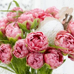 Tulip 'Wedding Gift' -UK Garden Plants Sales 2024 tulip wedding gift 20