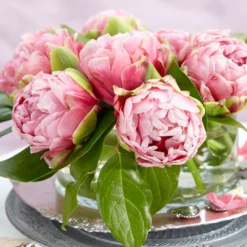 Tulip 'Wedding Gift' -UK Garden Plants Sales 2024 tulip wedding gift 21