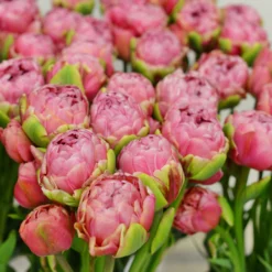 Tulip 'Wedding Gift' -UK Garden Plants Sales 2024 tulip wedding gift 3 scaled