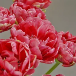 Tulip 'Wedding Gift' -UK Garden Plants Sales 2024 tulip wedding gift 4 scaled