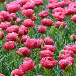 Tulip 'Wedding Gift' -UK Garden Plants Sales 2024 tulip wedding gift 5 scaled