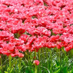 Tulip 'Wedding Gift' -UK Garden Plants Sales 2024 tulip wedding gift 6 scaled