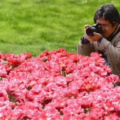 Tulip 'Wedding Gift' -UK Garden Plants Sales 2024 tulip wedding gift 7 scaled