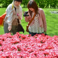 Tulip 'Wedding Gift' -UK Garden Plants Sales 2024 tulip wedding gift 8 scaled