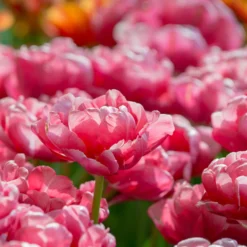 Tulip 'Wedding Gift' -UK Garden Plants Sales 2024 tulip wedding gift 9 scaled