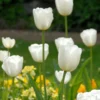 Tulip 'White Dream' 1 Tulip 'White Dream' -UK Garden Plants Sales 2024 tulip white dream 0