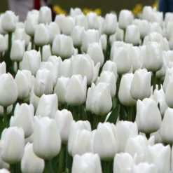 Front Page -UK Garden Plants Sales 2024 tulip white dream 10