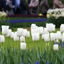 Tulip 'White Dream' -UK Garden Plants Sales 2024 tulip white dream 11