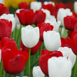 Tulip 'White Dream' -UK Garden Plants Sales 2024 tulip white dream 2