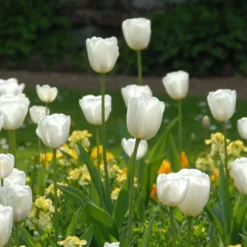 Tulip 'White Dream' -UK Garden Plants Sales 2024 tulip white dream 3