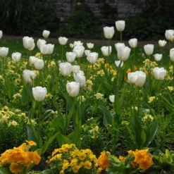 Tulip 'White Dream' -UK Garden Plants Sales 2024 tulip white dream 4