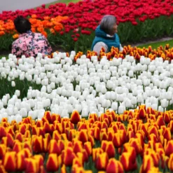 Tulip 'White Dream' -UK Garden Plants Sales 2024 tulip white dream 8
