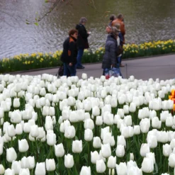 Tulip 'White Dream' -UK Garden Plants Sales 2024 tulip white dream 9