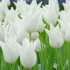 Tulip 'White Elegance' 2 Tulip 'White Elegance' -UK Garden Plants Sales 2024 tulip white elegance 1