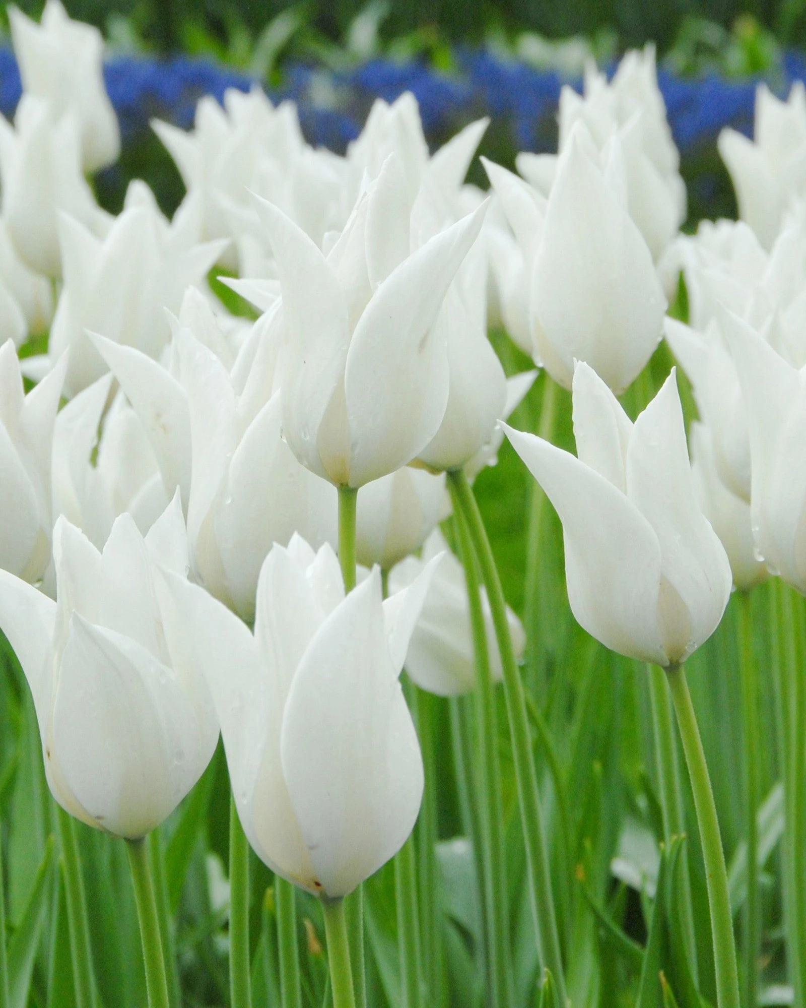 Tulip 'White Elegance' 3 Tulip 'White Elegance'