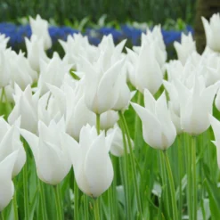 Tulip 'White Elegance' 11 Tulip 'White Elegance' -UK Garden Plants Sales 2024 tulip white elegance 2