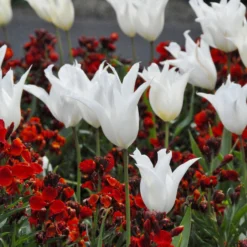 Tulip 'White Elegance' 13 Tulip 'White Elegance' -UK Garden Plants Sales 2024 tulip white elegance 3