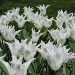 Tulip 'White Elegance' 12 Tulip 'White Elegance' -UK Garden Plants Sales 2024 tulip white elegance 4