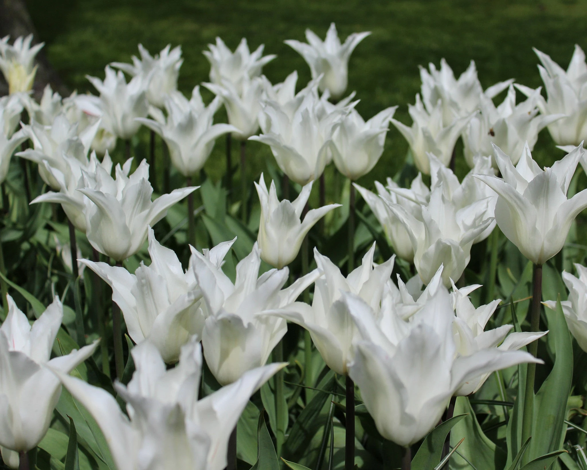 Tulip 'White Elegance' 7 Tulip 'White Elegance' - Image 5
