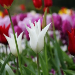 Tulip 'White Elegance' 10 Tulip 'White Elegance' -UK Garden Plants Sales 2024 tulip white elegance 6