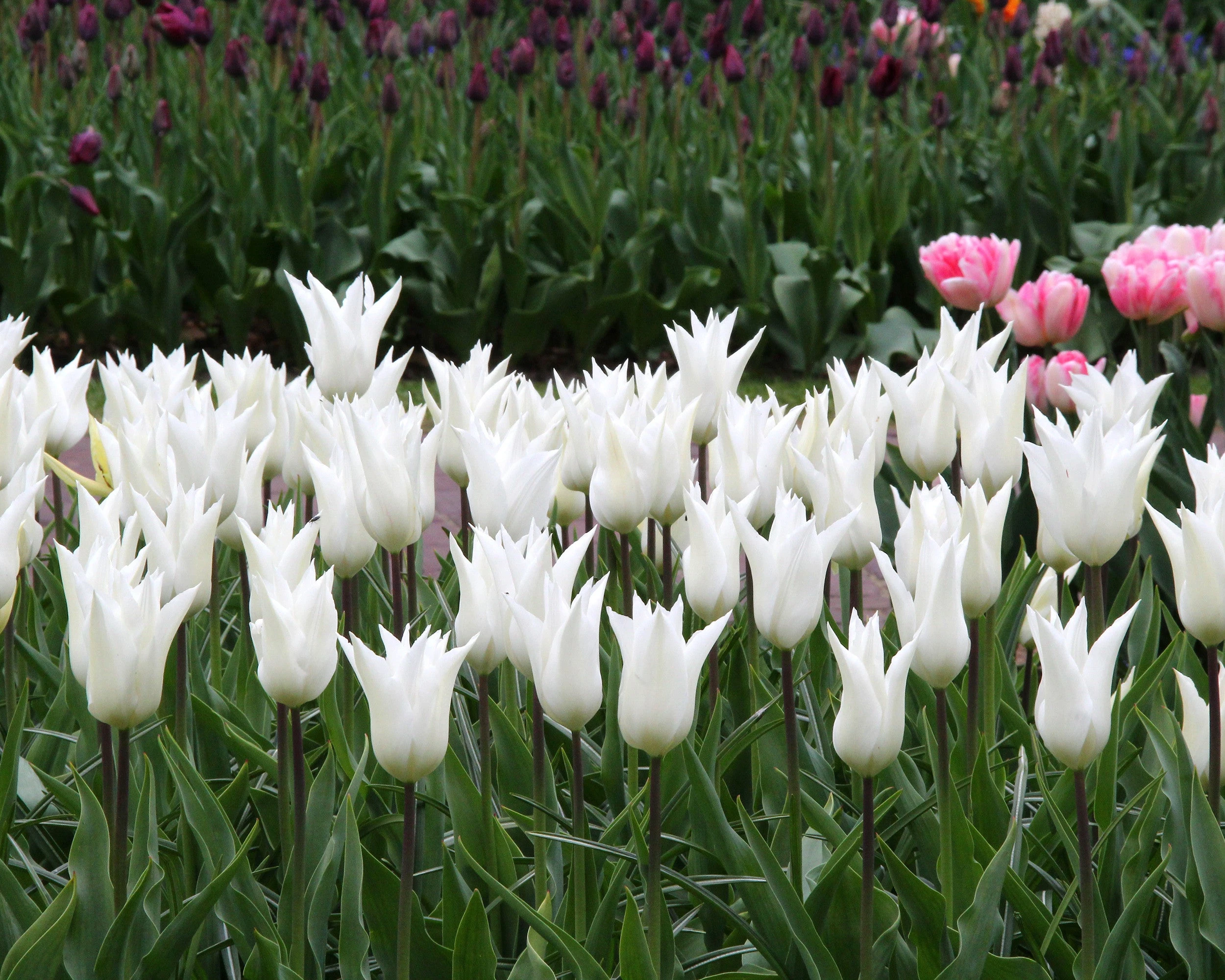 Tulip 'White Elegance' 4 Tulip 'White Elegance' - Image 2