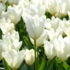 Tulip 'White Emperor' -UK Garden Plants Sales 2024 tulip white emperor 00