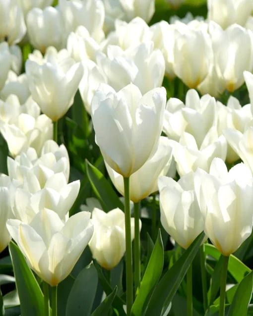 Tulip 'White Emperor' -UK Garden Plants Sales 2024 tulip white emperor 00