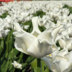 Tulip 'White Liberstar' -UK Garden Plants Sales 2024 tulip white liberstar 1