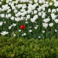 Tulip 'White Liberstar' -UK Garden Plants Sales 2024 tulip white liberstar 1 4b7d7762 0137 41f3 b7f6 b0f10df266ff scaled