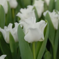 Tulip 'White Liberstar' -UK Garden Plants Sales 2024 tulip white liberstar 2 scaled