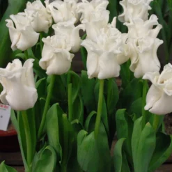 Tulip 'White Liberstar' -UK Garden Plants Sales 2024 tulip white liberstar 4