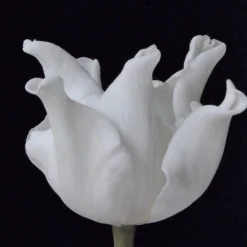 Tulip 'White Liberstar' -UK Garden Plants Sales 2024 tulip white liberstar 6