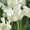 Tulip 'White Liberstar' 1 Tulip 'White Liberstar' -UK Garden Plants Sales 2024 tulip white liberstar 7