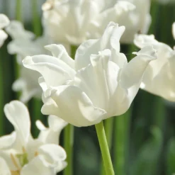 Tulip 'White Liberstar'