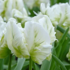 Tulip 'White Parrot' -UK Garden Plants Sales 2024 tulip white parrot 3
