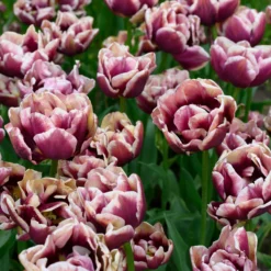 Tulip 'Wyndham' -UK Garden Plants Sales 2024 tulip wyndham 2 scaled